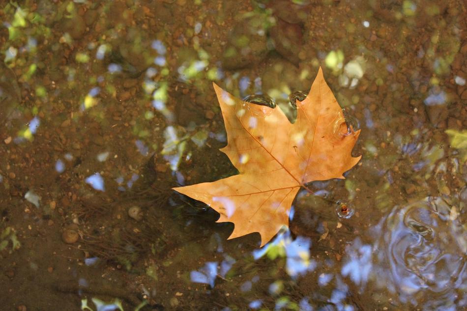 Leaf Water Sheet In