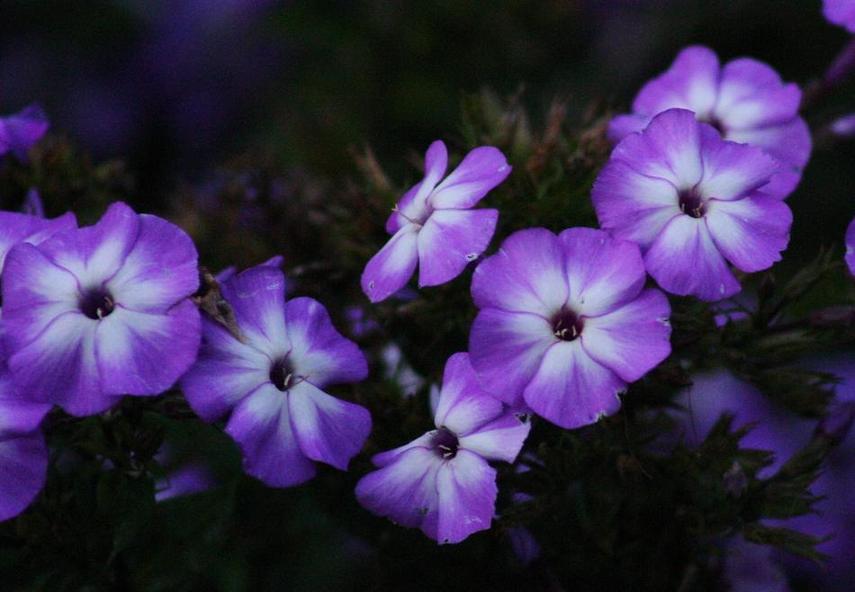 Purple white Flowers in darkness