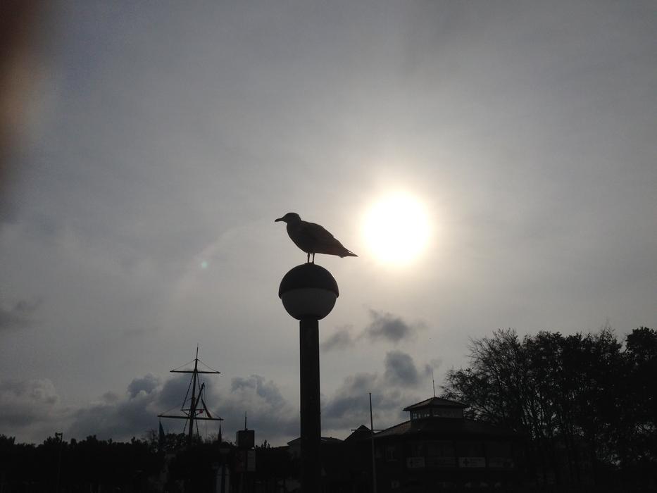 Seagull Backlighting Baltic Sea