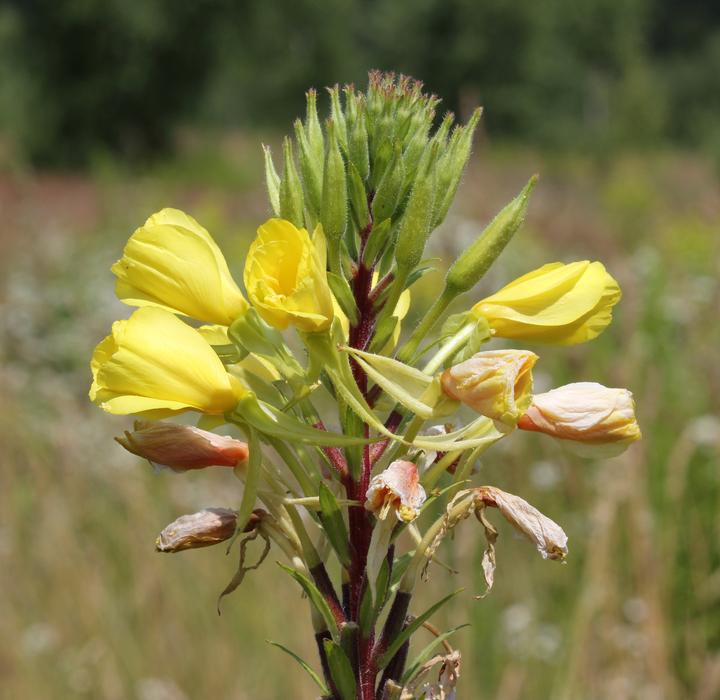 Beautiful evening primrose with the colorful flowers, among the colorful grass