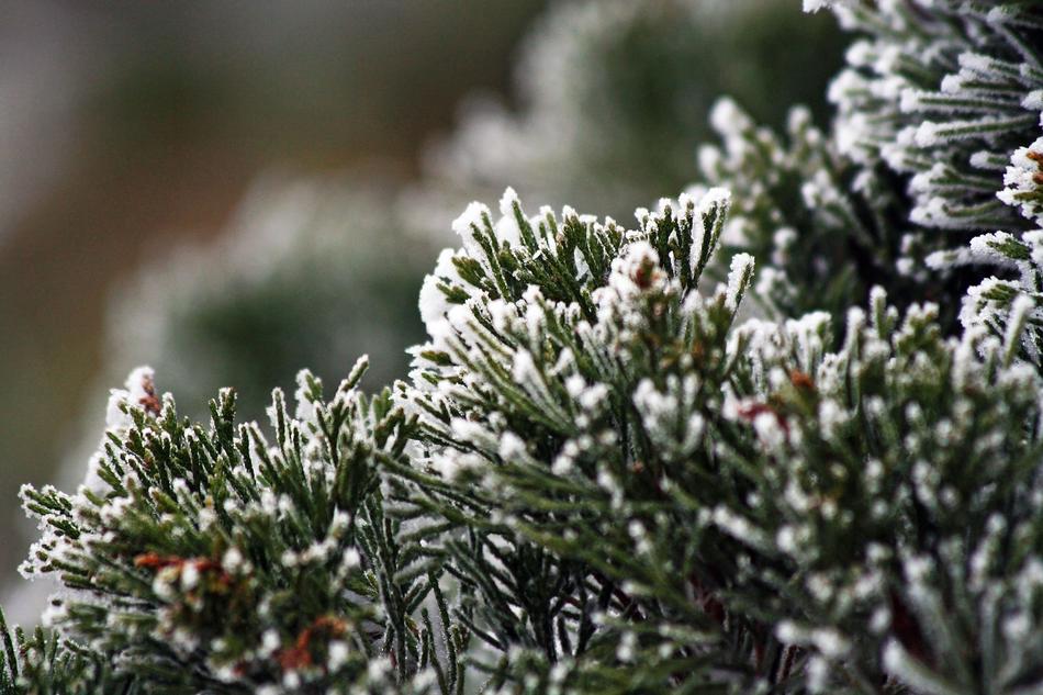 Winter Frozen Icing
