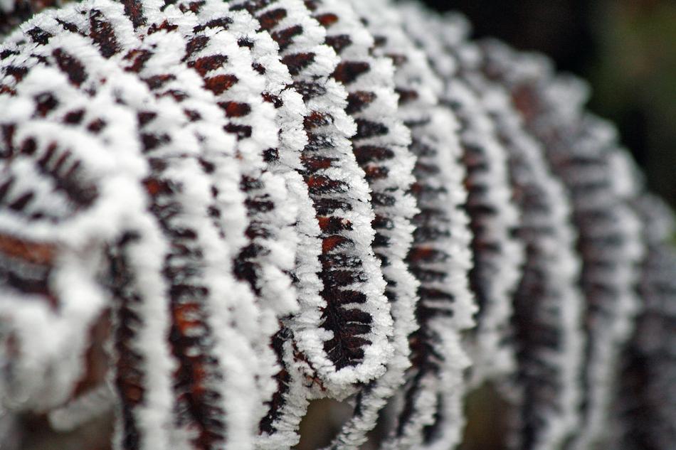 Winter Frozen Icing