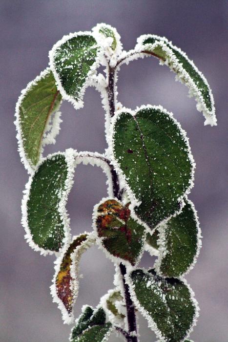 Winter Frozen Icing
