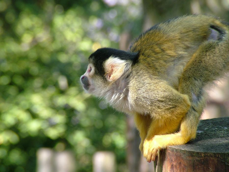 Monkey Dead Chief Squirrel