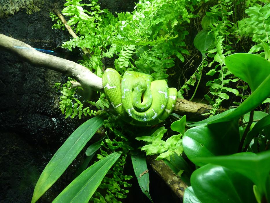 Snake Green Tree Python