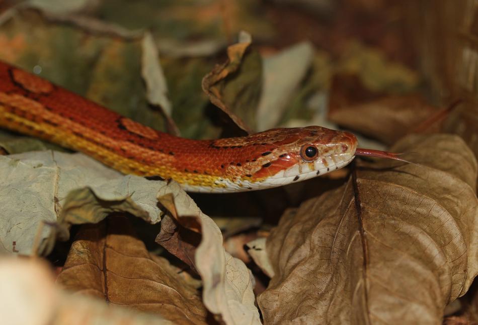 Corn Snake Tongue