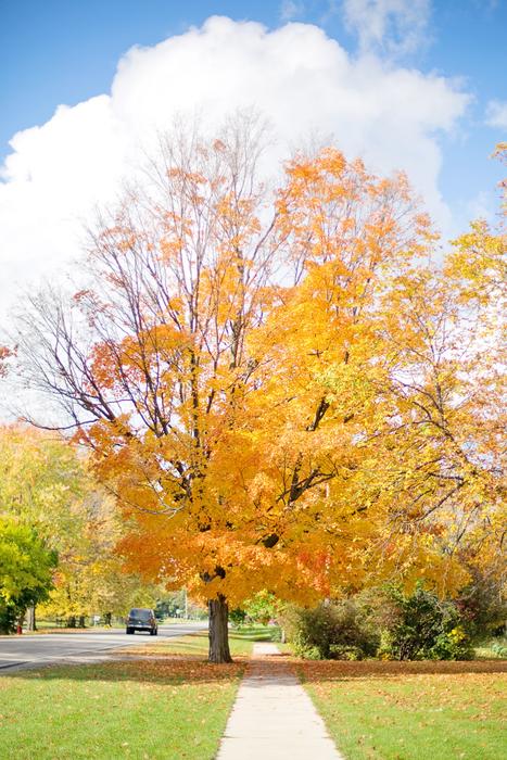 Fall Autumn Tree