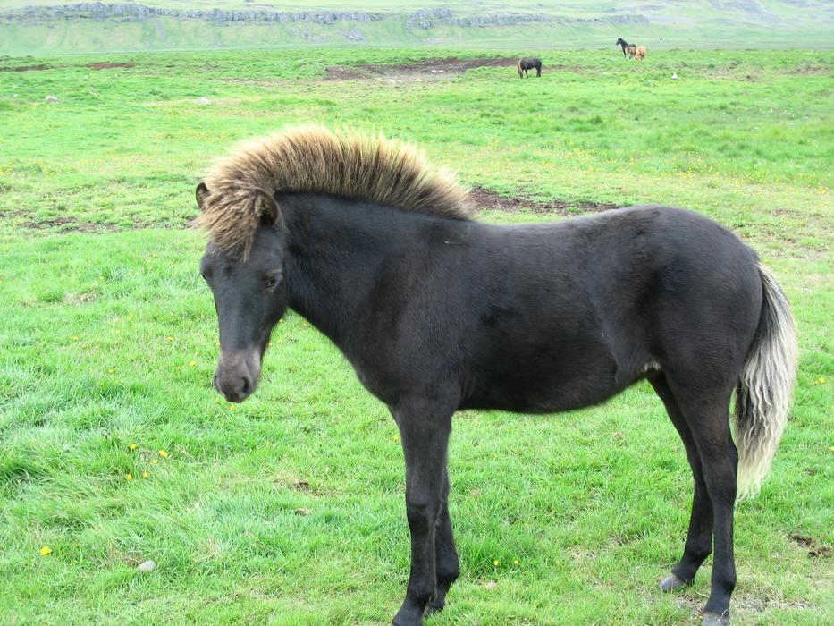 Iceland Pony