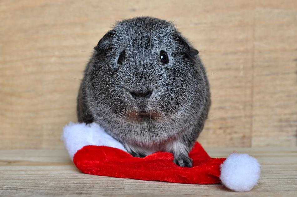 Guinea Pig Smooth Hair Black And
