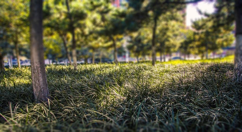 Grassland Green Belt Trees