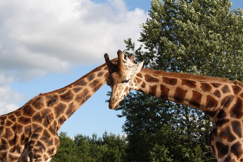 Giraffe Out Zoo