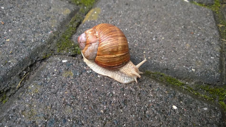 Snail Rest Shell