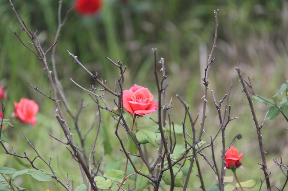 Rose Barbed Beautiful The