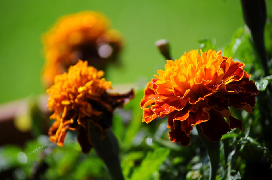 Marigold Flowers Colors