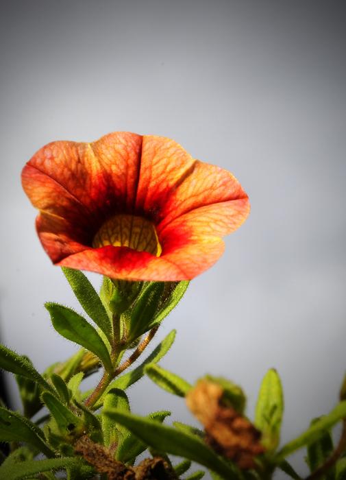 Calibrachoa, orange flower