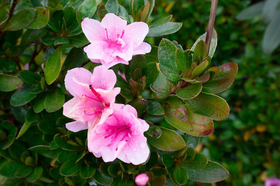 Azalea Blossom in the garden on a blurred background