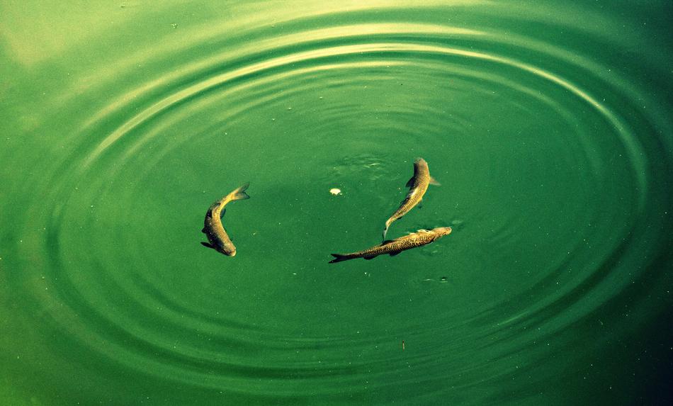 Fish Molveno