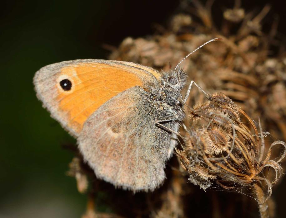 Butterflies Coenonympha