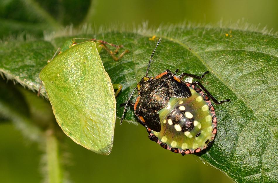 Hemiptera Bug Nezara