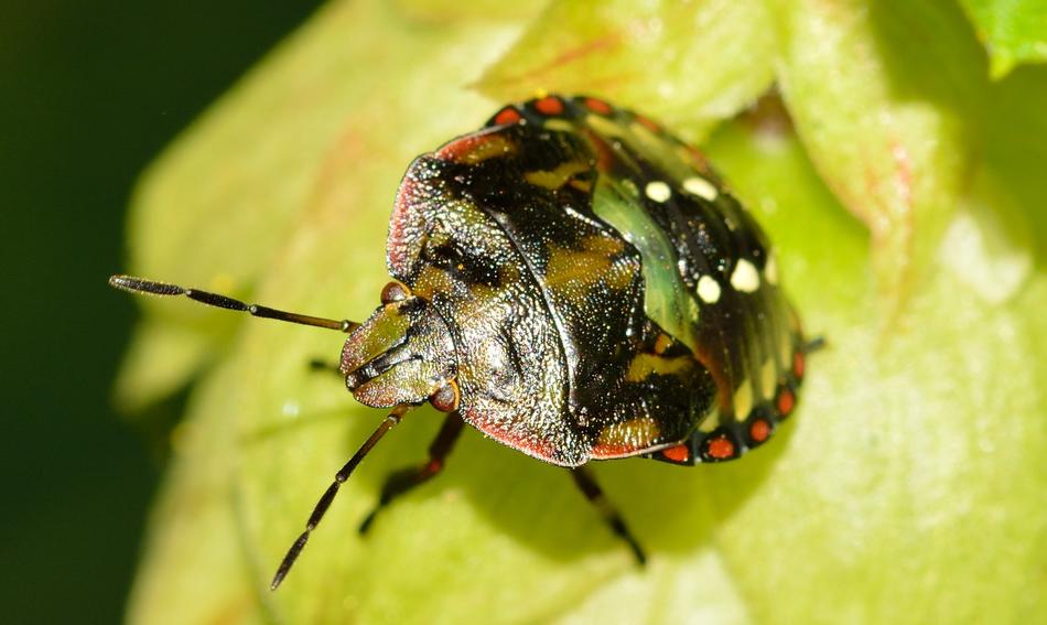 Hemiptera Bug Nezara