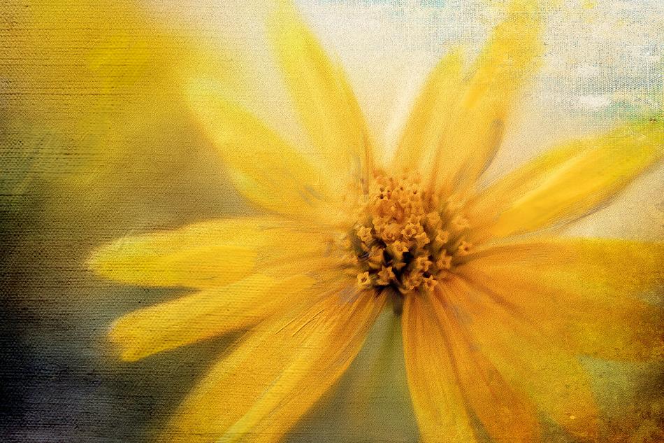 summer Yellow Flower drawing