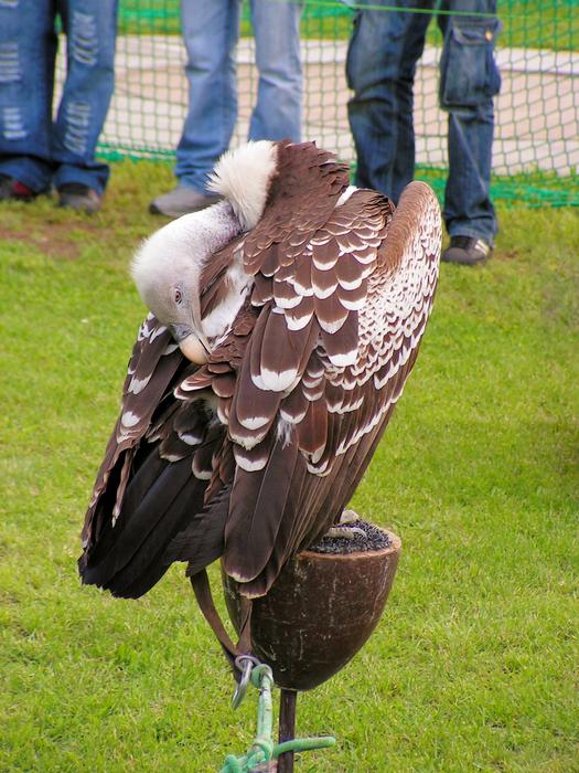 Sup Breeding Raptors