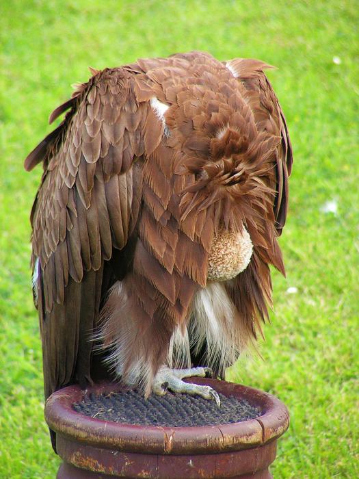 Sup Breeding Raptors Scavenger