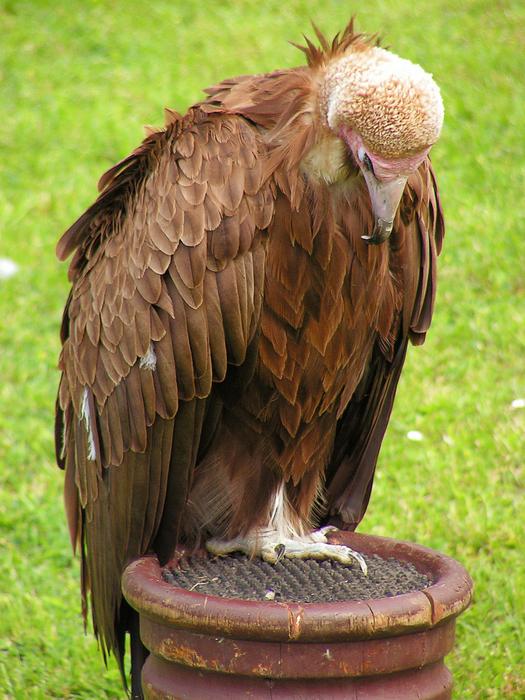 Sup Capuchin Breeding Raptors