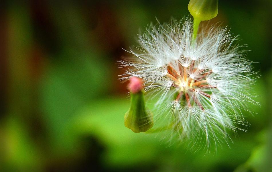 Dandelion Bokeh Flower Of The