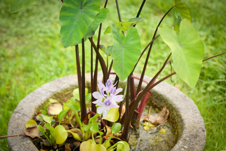 Flowers Damyang Bamboo