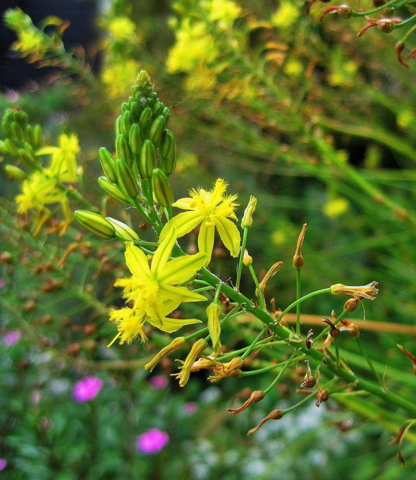 Yellow bulbinella Flowers
