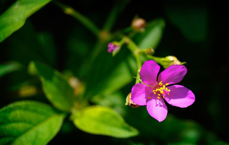 Cariru Flower Horta Talinum