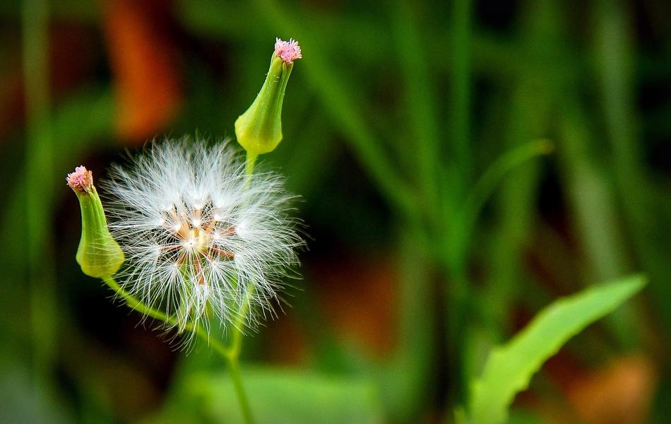 Dandelion Bokeh Flower Of The