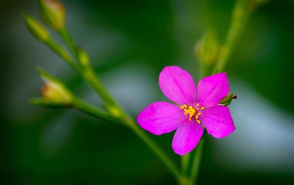 Flower Horta Talinum