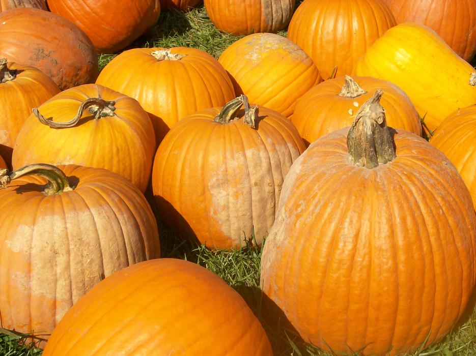 Pumpkin Autumn Harvest