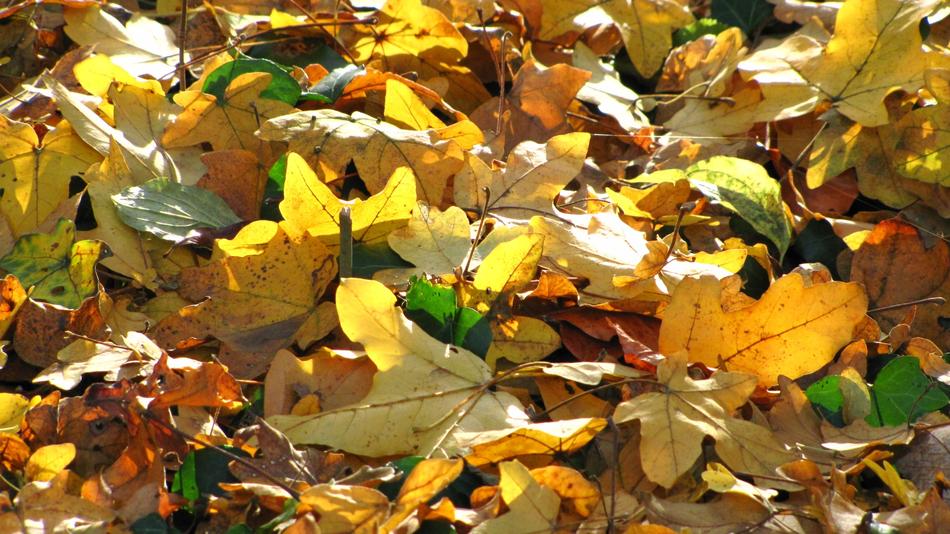 Leaves Autumn Fall