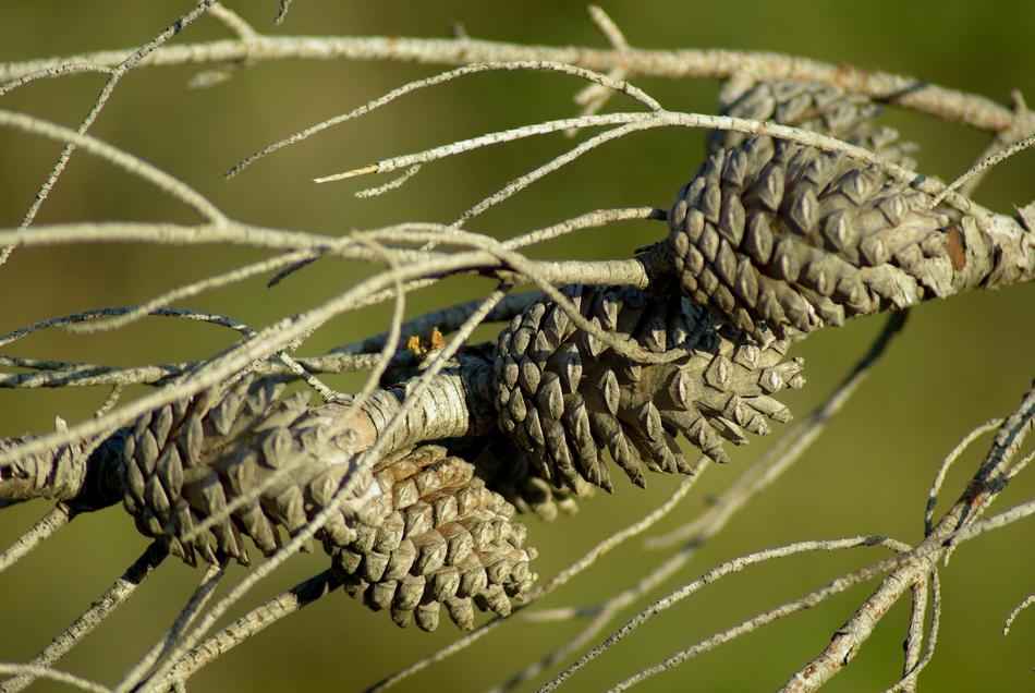 Pine Pinecone Dead Tree Hemang