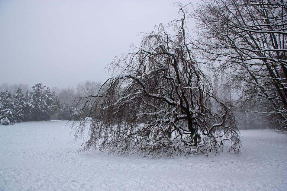 Weeping Beech Mourning Winter