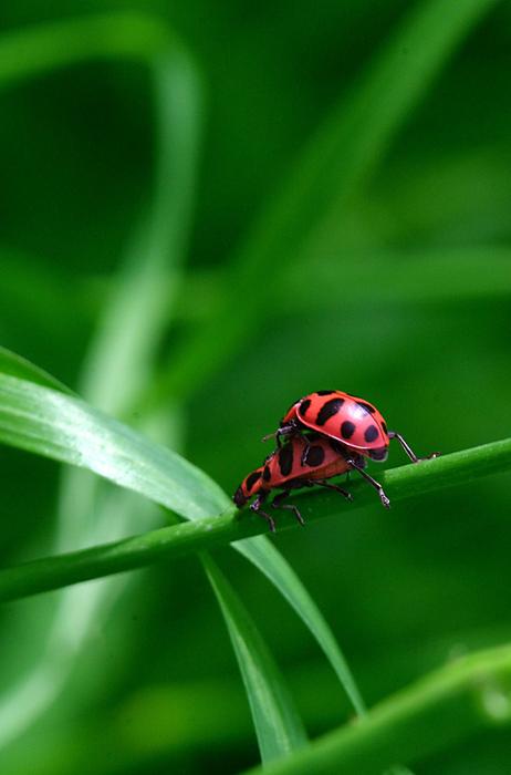Ladybug Coupling