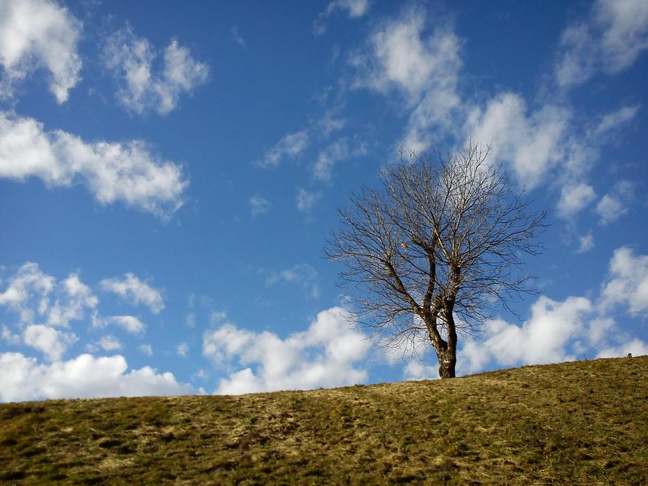 Tree Kahl on Hill