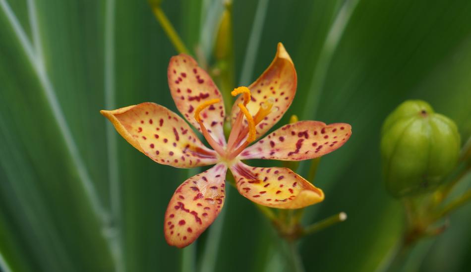 Lily Small Flower