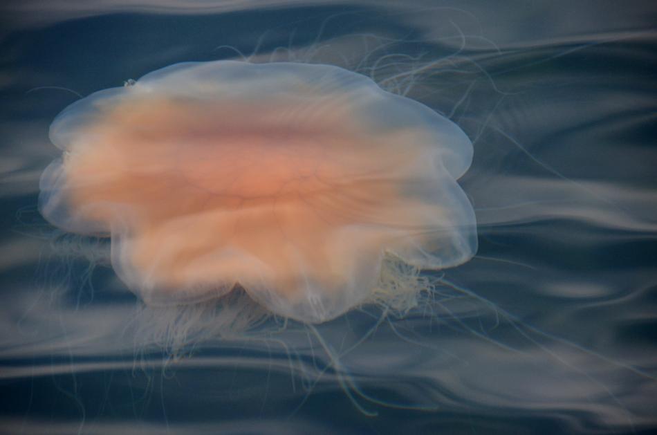 pink jellyfish underwater