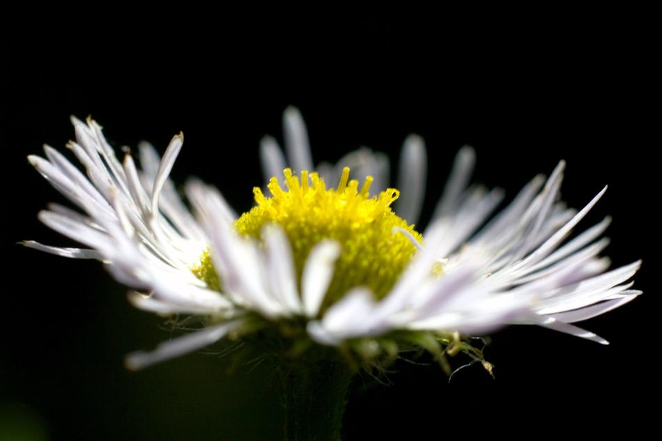 Flowers Daisy Close