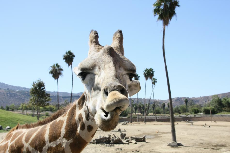 Giraffe Zoo San