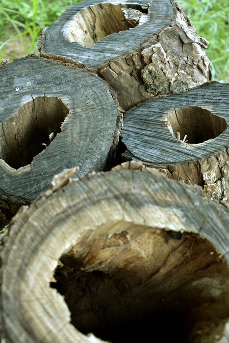 Trunks Hollow Trunk