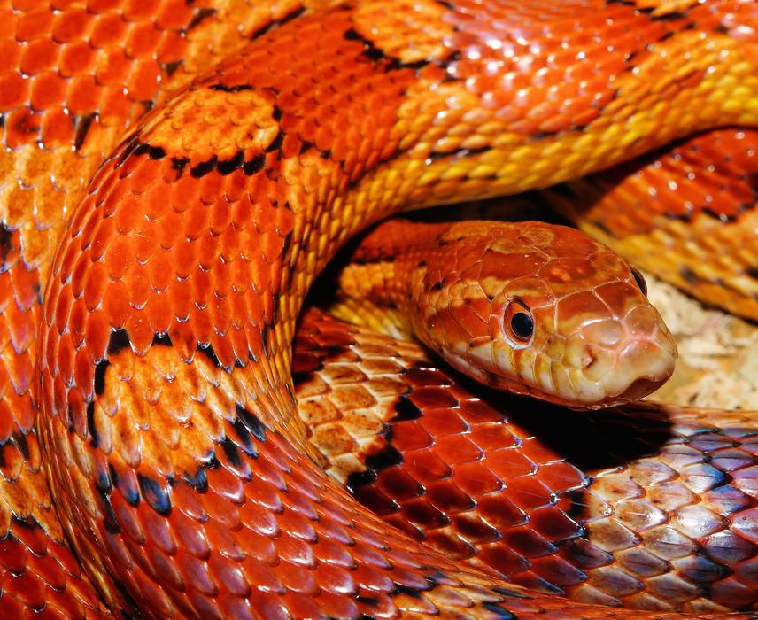 Snake Corn Reptile