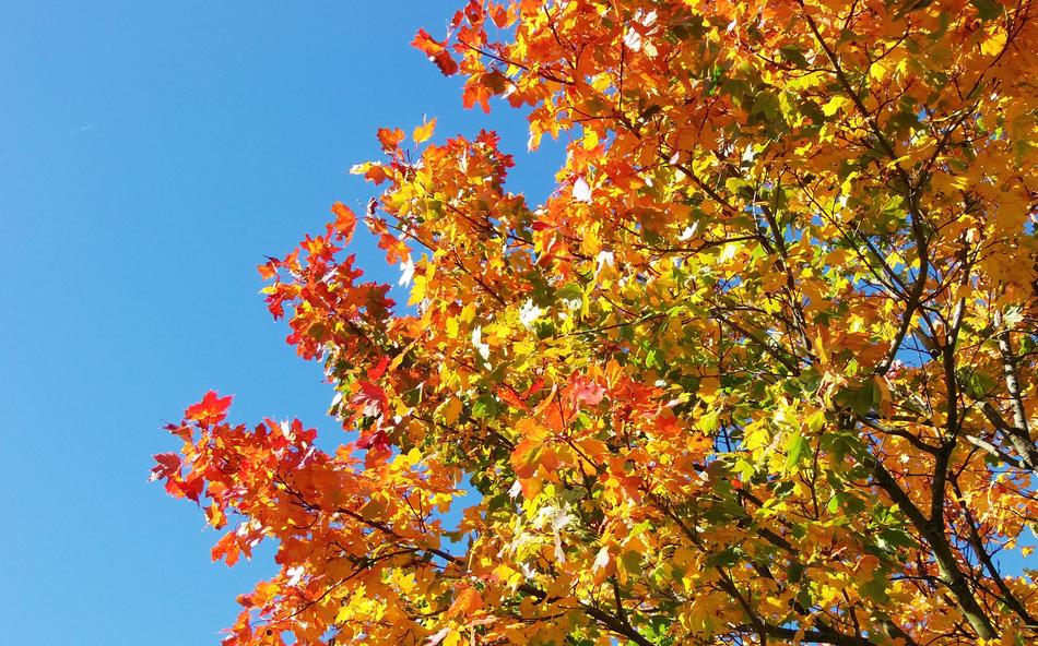 Golden Autumn Leaves