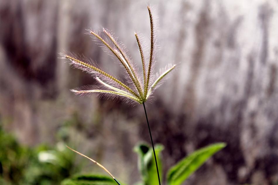 Weed Ices Matinho Garden Bush