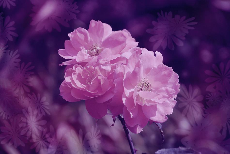 flowers in purple background