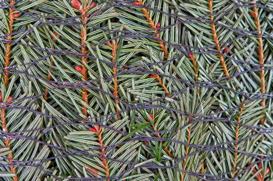 Nordmann Fir Christmas Tree